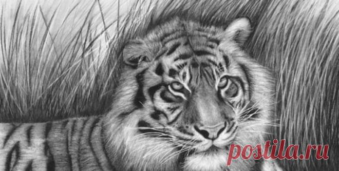 40 красивых и реалистичных эскизов животных для вашего вдохновения