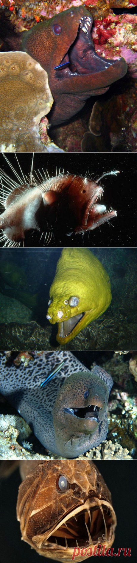 ������ �������� �� ������� ������МОРСКИЕ МОНСТРЫ