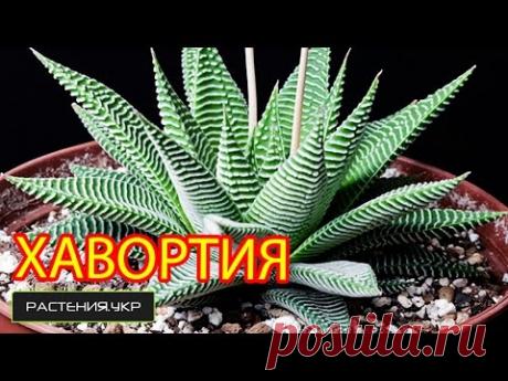 Полезные рекомендации от профессионалов об уходе за хавортией в домашних условиях
