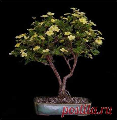 BONSAI