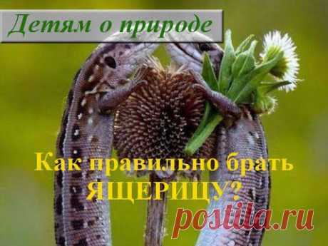 Пресмыкающиеся животные. Ящерица. Как ухаживать за ящерицей? - YouTube
