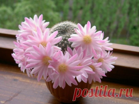 Круговорот добра... | НАШ ГОРОДОК