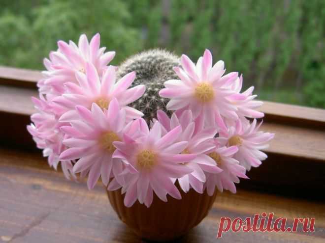 Круговорот добра... | НАШ ГОРОДОК