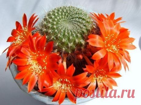 Комнатные растения - ваша судьба на подоконнике - У нас так Комнатные растения — ваша судьба на подоконнике Знаете ли Вы, что комнатные растения, кроме кислорода, выделяют психотропные вещества, способные изменять Ваше сознание? Ученые выяснили, что пребывая в окружении...