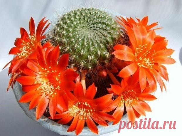 Комнатные растения - ваша судьба на подоконнике - У нас так Комнатные растения — ваша судьба на подоконнике Знаете ли Вы, что комнатные растения, кроме кислорода, выделяют психотропные вещества, способные изменять Ваше сознание?  Ученые выяснили, что пребывая в окружении...