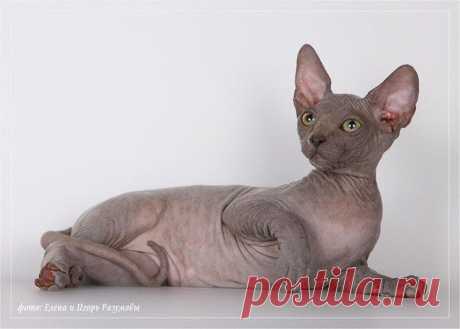 Профессиональный монопородный питомник Канадских сфинксов предлагает котят ..Окрасы : шоколадный , голубой , лиловый ,черепаховый с белым , шоколадный с белым поинт , сил поинт с белым , голубой с белым .
Котята в отличном типе , голые .
Подберем котенка как для выставок и разведения , так и в качестве домашнего любимца !
Все котята покидают дом полностью привитые приученные .
Консультации и помощь в любое время.
Доставка котенка в любой регион .
Наши котята разъезжаются по всему миру .