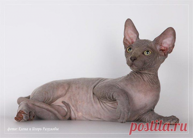 Профессиональный монопородный питомник Канадских сфинксов предлагает котят ..Окрасы : шоколадный , голубой , лиловый ,черепаховый с белым , шоколадный с белым поинт , сил поинт с белым , голубой с белым .
Котята в отличном типе , голые .
Подберем котенка как для выставок и разведения , так и в качестве домашнего любимца !
Все котята покидают дом полностью привитые приученные .
Консультации и помощь в любое время.
Доставка котенка в любой регион .
Наши котята разъезжаются по всему миру .
