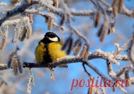 Потрясающие фотографии зимней природы
