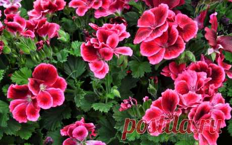 Я привела только самые популярные растения, которые, наверняка, есть на каждом подоконнике, на самом деле их в разы больше.

Поэтому надо узнать информацию о каждом из них и опасные для котика убрать.

Не стоит думать, что пушистые друзья настолько глупы, что кинутся их жевать. Однако, из любопытства, от скуки или в игре могут и попробовать, ведь кошки не знают про их вредность и ядовитость.