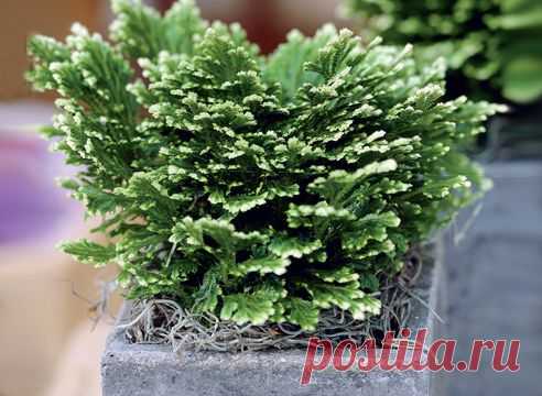 Селагинелла / Selaginella. Посадка, размножение, уход, сорта,  на Supersadovnik.ru