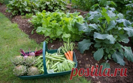 Соседство овощей на грядках: таблица совместимости растений