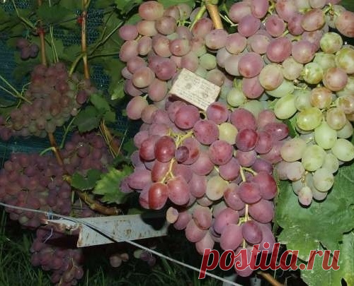 Сверхранние сорта винограда с мускатным вкусом