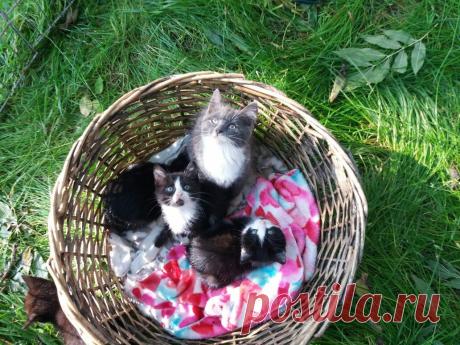 Коты Валаама | Валаамский монастырь | Яндекс Дзен