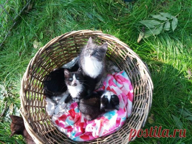 Коты Валаама | Валаамский монастырь | Яндекс Дзен