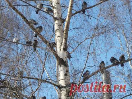 comme11 — «Лигово. Полежаевский парк» на Яндекс.Фотках