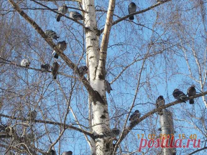 comme11 — «Лигово. Полежаевский парк» на Яндекс.Фотках