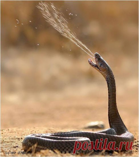 Google+