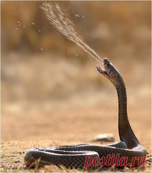 Google+