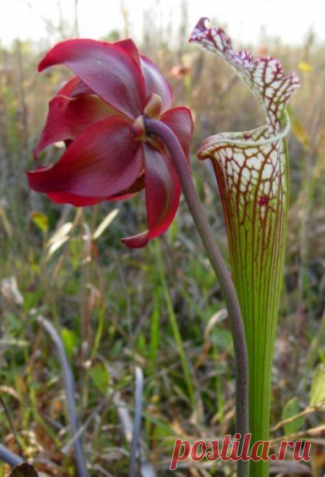 (94) Pinterest • Всемирный каталог идей