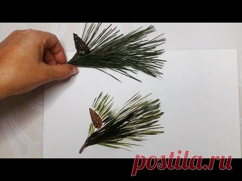 Нарисовала сосновую веточку - YouTube