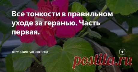 Все тонкости в правильном уходе за геранью. Часть первая. Доброе утро мои любимые подписчики и гости моего канала. Сегодня я бы хотела с вами поговорить об уходе, черенковании и подкормке герани. Этот весьма распространённый цветок есть почти у каждой хозяйки дома на подоконнике либо на дачном участке. И так приступим к обсуждениям нашего цветочка.
Моя очаровательная невеста
Если вам очень нравится, как цветёт герань и вы решили приобрести её в