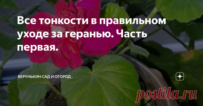 Все тонкости в правильном уходе за геранью. Часть первая. Доброе утро мои любимые подписчики и гости моего канала. Сегодня я бы хотела с вами поговорить об уходе, черенковании и подкормке герани. Этот весьма распространённый цветок есть почти у каждой хозяйки дома на подоконнике либо на дачном участке. И так приступим к обсуждениям нашего цветочка.
Моя очаровательная невеста
Если вам очень нравится, как цветёт герань и вы решили приобрести её в
