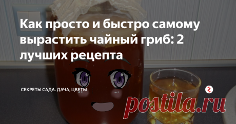Как просто и быстро самому вырастить чайный гриб: 2 лучших рецепта Ещё лет 20 назад заветная баночка с мутной жидкостью была почти в каждом втором доме. А сегодня вкусный и полезный продукт переходит в категорию незаслуженно забытых. Может, пора вспомнить старые добрые знания и умения?
Я подробно