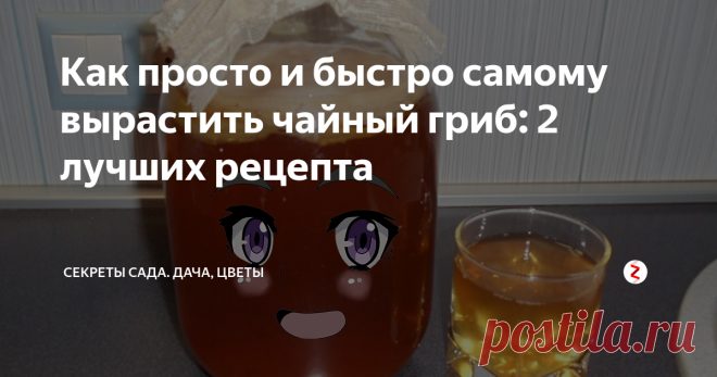 Как просто и быстро самому вырастить чайный гриб: 2 лучших рецепта Ещё лет 20 назад заветная баночка с мутной жидкостью была почти в каждом втором доме. А сегодня вкусный и полезный продукт переходит в категорию незаслуженно забытых. Может, пора вспомнить старые добрые знания и умения?
Я подробно