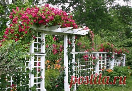 Ландшафтный дизайн. Живые изгороди и арки