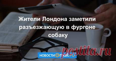Крутая собака катается по Лондону в фургоне