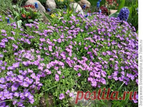 Секреты выращивания, размножения и ухода за обриетой. Фото