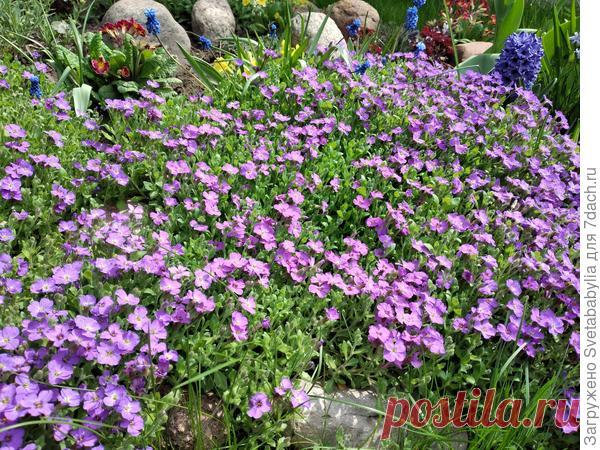 Секреты выращивания, размножения и ухода за обриетой. Фото