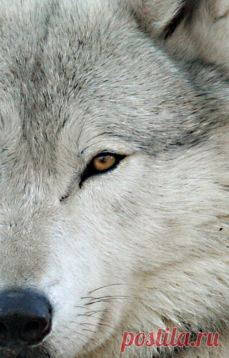 beautiful-wildlife:
“ Eye by Greg Jackson
”
