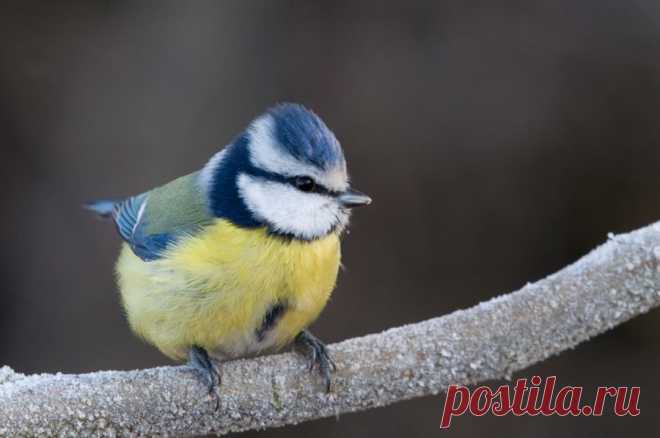 Лазоревка (Parus caeruleus) - Фотогалерея природы: синицы и поползни - Focus Nature Nature Photography
