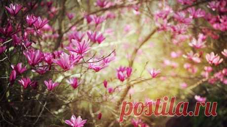 КАКОЙ СЕГОДНЯ ПРАЗДНИК? 1 Марта 2016 г. – Вторник • День кошек • День предвкушения тепла • Всемирный день иммунитета 14 лет • День создания специального отряда быстрого реагирования (СОБР) МВД 23 года • Всемирный день гражданской обороны 26 лет • День экспертно-криминалистической службы МВД 97 лет • Международный день борьбы с наркоманией и наркобизнесом • День Хостинг-Провайдера • День Забайкальского края • День джигита - Ингушетия • Именины у Валента, Павла, Порфирия, Феодула, Иулиана,…