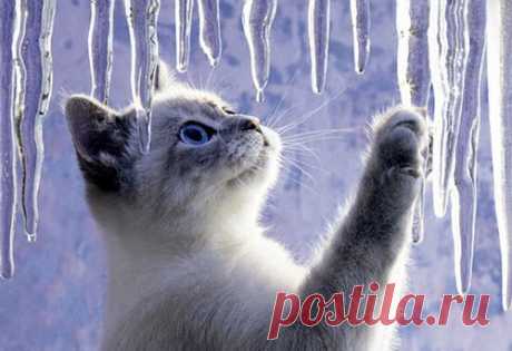 Котята фото, прозрачная сосиска