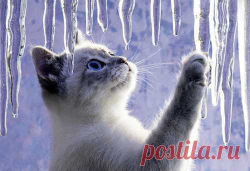 Котята фото, прозрачная сосиска