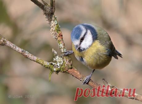 Bluetit - Cyanistes caeruleus - Clickasnap - The world's largest, free to use, paid per view, image sharing platform