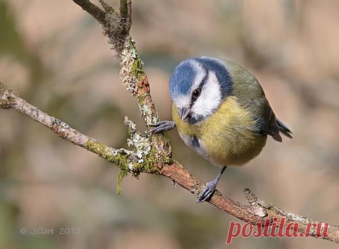 Bluetit - Cyanistes caeruleus - Clickasnap - The world's largest, free to use, paid per view, image sharing platform