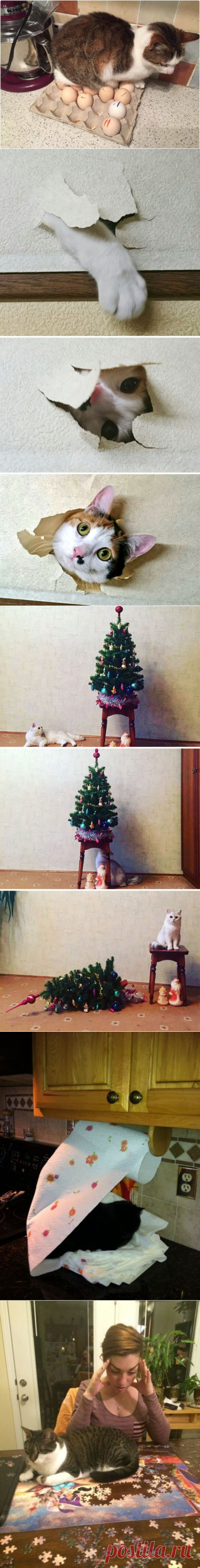Кошки-проказницы, которые поднимут настроение всем, кроме своих хозяев (27 фото)