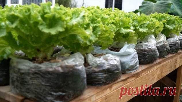 Много свежего салата: простейший способ в пакетах | Краше Всех