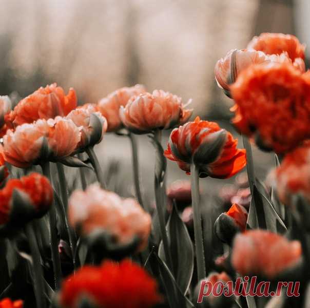 Есть что-то бесконечно исцеляющие в природе - уверенность в том, что рассвет наступает после ночи, а весна после зимы.

Рейчел Карсон