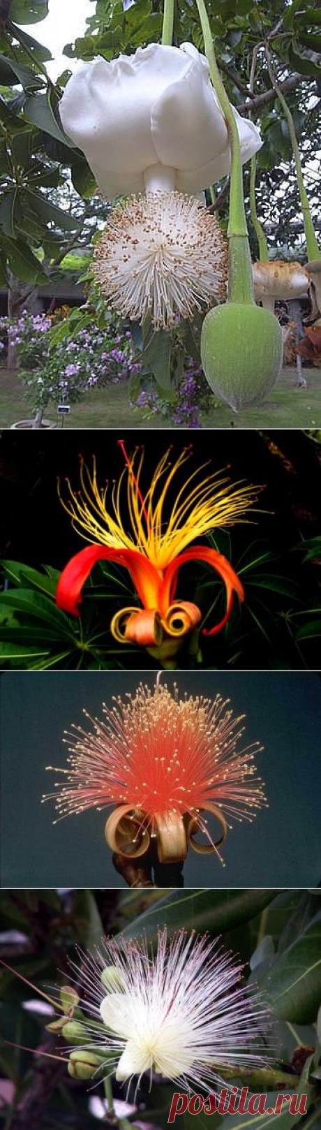 А вот так цветет дерево Баобаб (Фото).