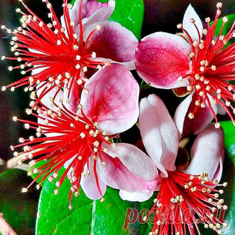 Комнатное растение Акка (Acca). Другое название растения - фейхоа, дано в честь бразильского ботаника де Сильва Фейхо. В природе акка - вечнозеленое деревце с кожистыми листьями, сверху серо-зелеными, снизу серебристыми. Рекомендуется для озеленения светлых помещений и зимних садов. Для получения плодов в комнатной культуре необходимо искусственное опыление. Цветки снаружи белые, внутри малиново-красные, с карминово-красными тычинками. Родина - Уругвай, Парагвай, Бразилия и Аргентина.