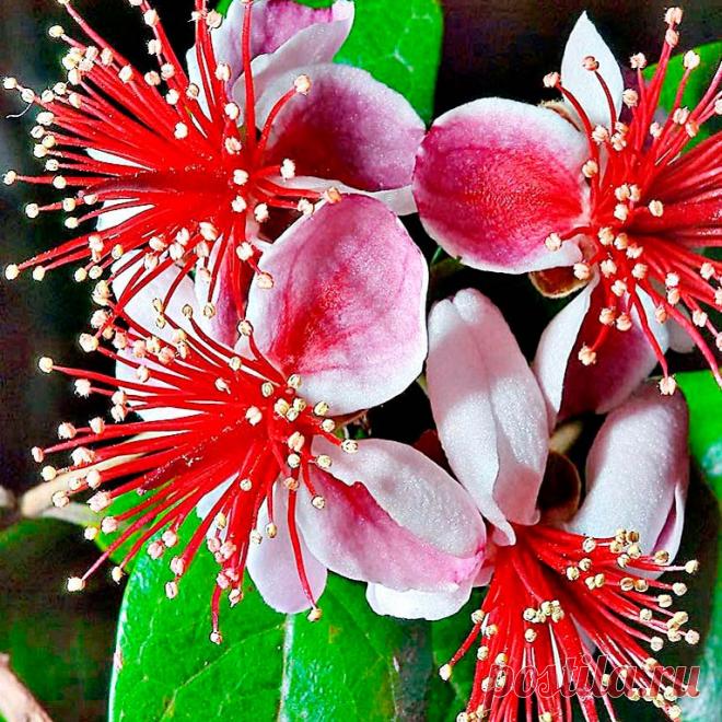 Комнатное растение Акка (Acca). Другое название растения - фейхоа, дано в честь бразильского ботаника де Сильва Фейхо. В природе акка - вечнозеленое деревце с кожистыми листьями, сверху серо-зелеными, снизу серебристыми. Рекомендуется для озеленения светлых помещений и зимних садов. Для получения плодов в комнатной культуре необходимо искусственное опыление. Цветки снаружи белые, внутри малиново-красные, с карминово-красными тычинками. Родина - Уругвай, Парагвай, Бразилия и Аргентина.