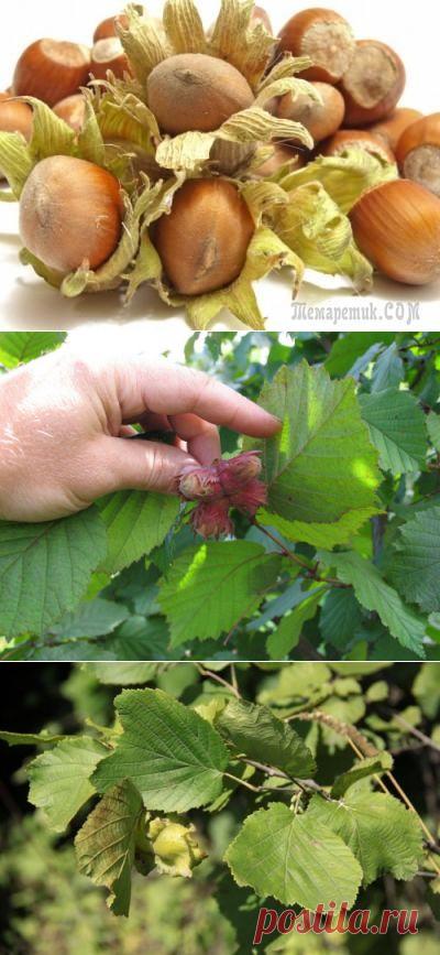 Как вырастить фундук