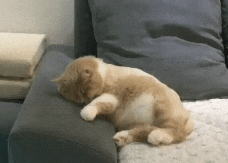 Смешные гифки с животными