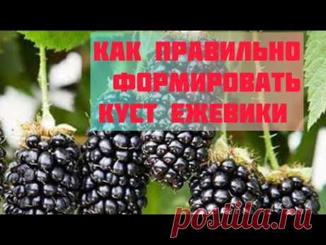 Обрезка ежевики