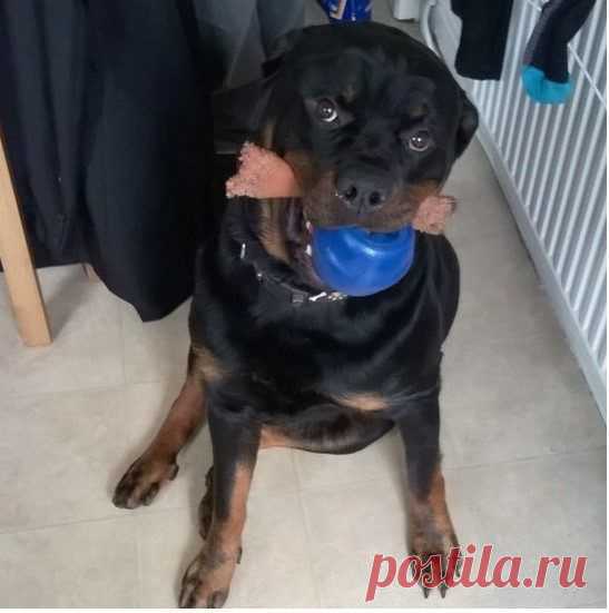 Ротвейлеры, которые просто хотят поиграть / Питомцы