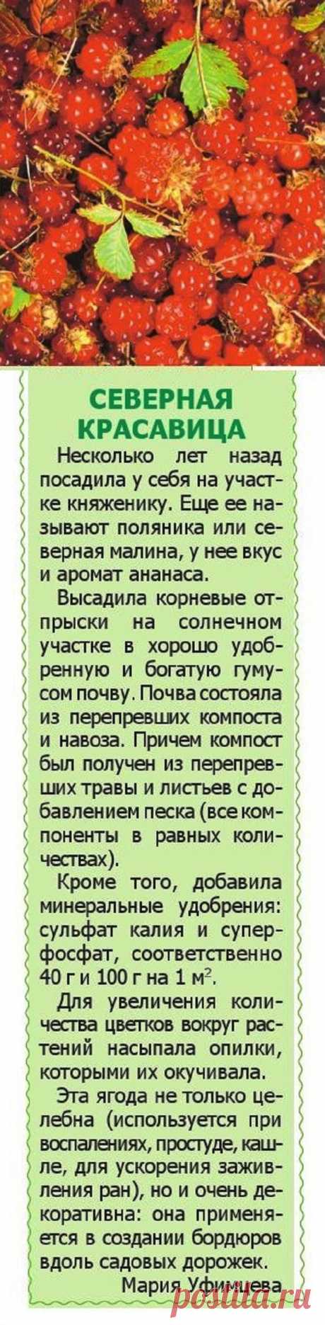Княженика на даче

| клубника на зиму